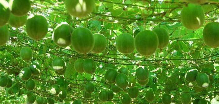 罗汉果生长的环境和条件（探究罗汉果适宜生长的场所与栽培技巧）