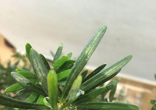 罗汉松病虫害防治技术与方法（保护罗汉松健康生长的有效手段）