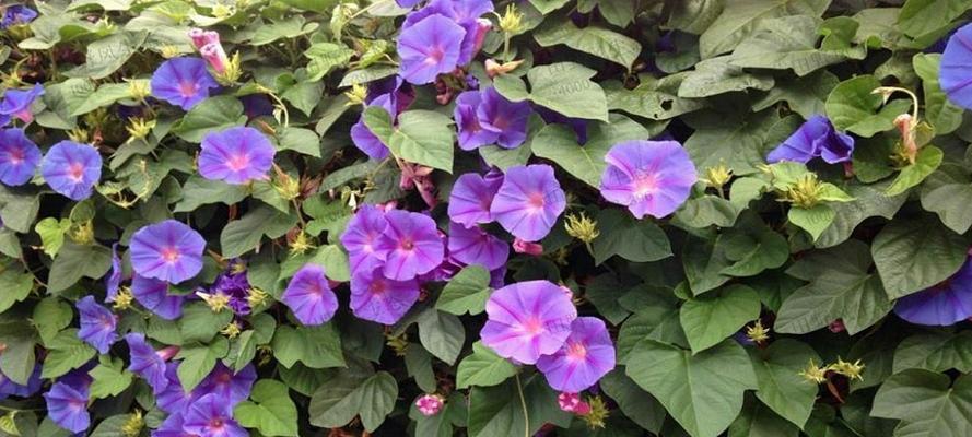 喇叭花的寓意与象征意义（探寻喇叭花的秘密——它的花语）