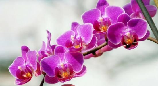 以兰花（探寻以兰花的花语与寓意）