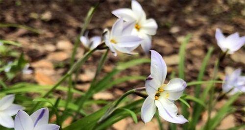 兰花的花语及象征意义（解读兰花的美与魅力）