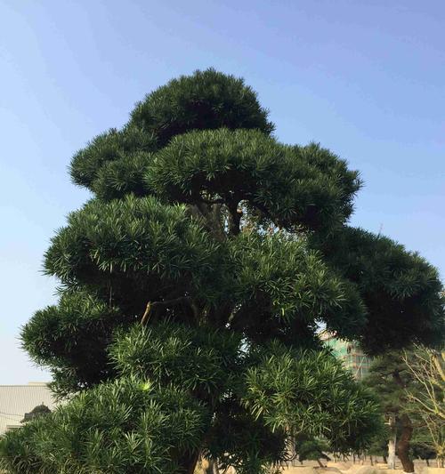 小罗汉松的浇水周期（做好浇水保养）