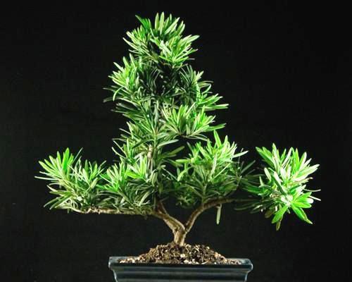 罗汉松的肥料管理（时间）