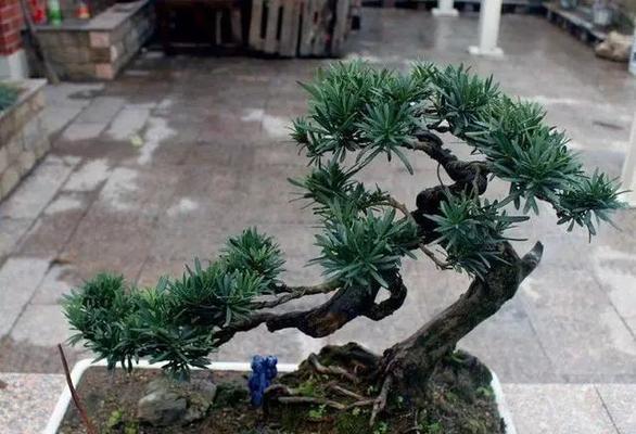 罗汉松放阳台，好不好（了解罗汉松的九大好处）