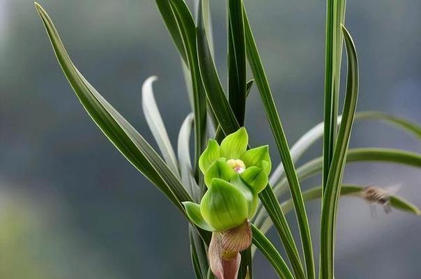 兰花的寓意与象征意义（探索兰花的文化内涵及美学价值）