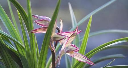 兰花花语（探索兰花的花语之谜）