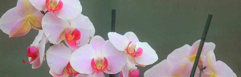兰花花语的深刻含义（探索兰花的花语之美）