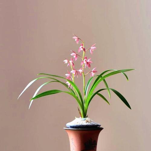 兰花花语的深刻含义（探索兰花的花语之美）