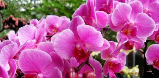 兰花花语的深刻含义（探索兰花的花语之美）