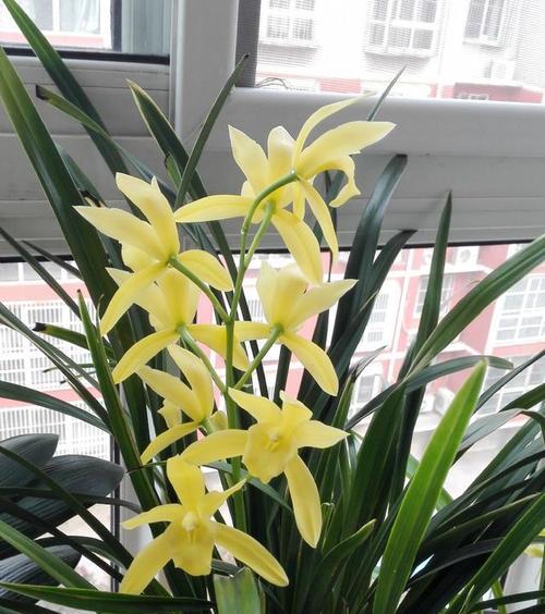 兰花之美（一朵傲立繁华的兰花）