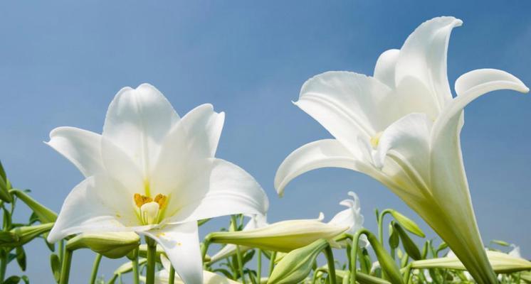 蓝桉的花语及意义（探究蓝桉的花语以及它所传递的情感）