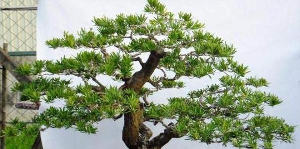 罗汉松四季浇水指南（春夏秋冬）