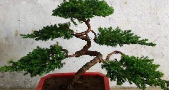 如何科学浇水罗汉松（罗汉松怎样浇水才能健康成长）