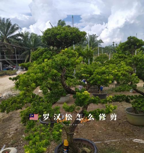 罗汉松剪枝插枝技巧详解