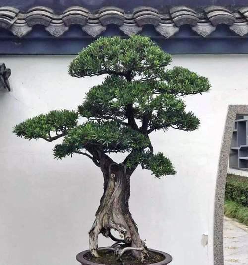 罗汉松剪枝插枝技巧详解