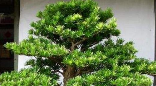 罗汉松的浇水方式（浇透还是适量）