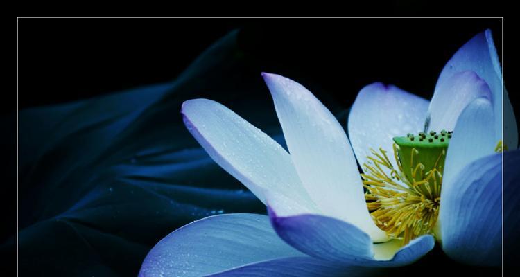 蓝莲花的寓意与象征（探秘蓝莲花的美与哲理）