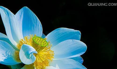 蓝莲花的寓意与象征（探秘蓝莲花的美与哲理）