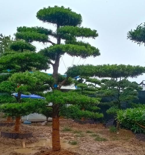 罗汉松的嫁接技巧（如何将罗汉松与其他树种嫁接）