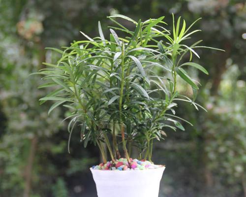 罗汉松的水培方法详解（可爱的罗汉松）
