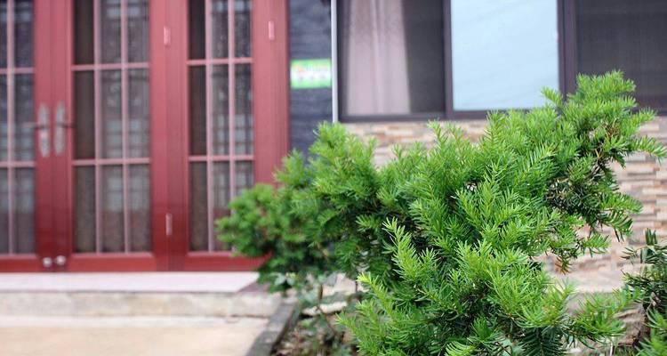 罗汉松在家门口的种植技巧（家庭园林的新选择）