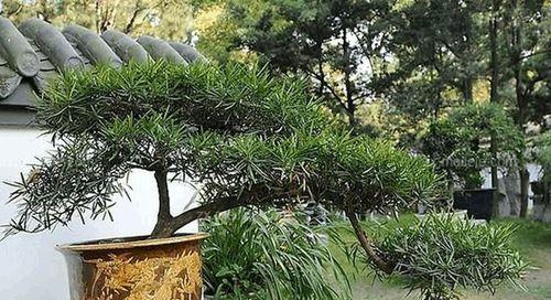 罗汉松在家门口的种植技巧（家庭园林的新选择）