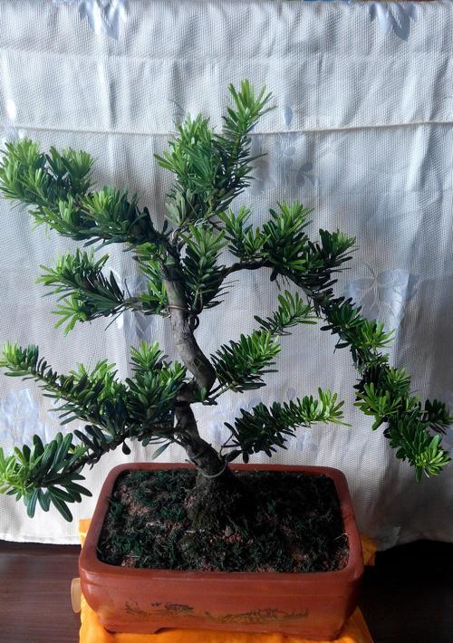 如何选择优质罗汉松（打造美丽庭院）