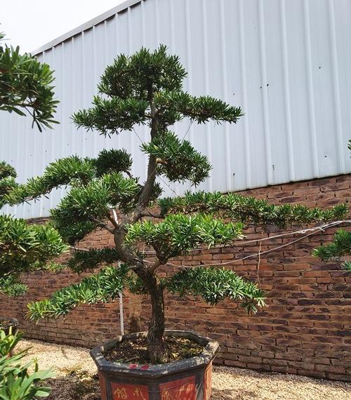 如何选择优质罗汉松（打造美丽庭院）