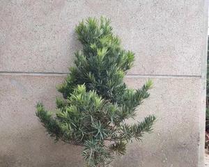 罗汉松耐寒性能及生长环境要求剖析（罗汉松是怎样的植物）