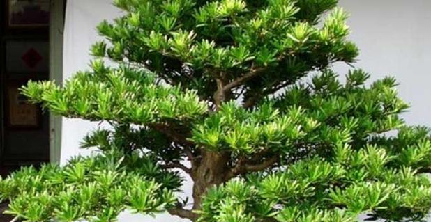 罗汉松耐寒性能及生长环境要求剖析（罗汉松是怎样的植物）