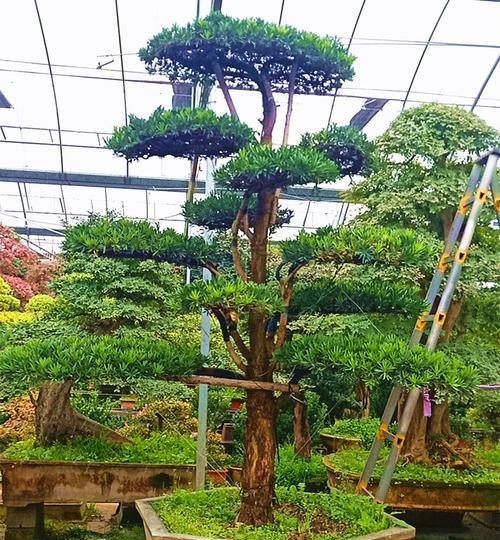 罗汉松耐寒性能及生长环境要求剖析（罗汉松是怎样的植物）