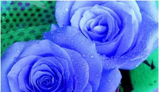 以蓝玫瑰花为象征的浪漫之美（探究蓝玫瑰花的花语与文化内涵）