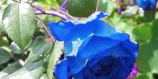 以蓝玫瑰花语及传说为主题的文章（探索蓝玫瑰的神秘之美）