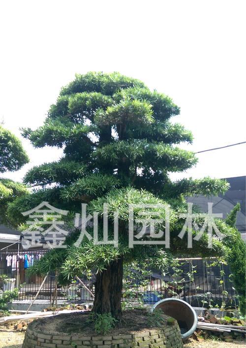 罗汉松的土壤配制与种植方法（让你的罗汉松茁壮成长）