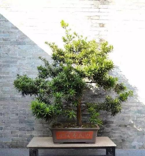 如何养护罗汉松盆景（让罗汉松健康成长的技巧与方法）