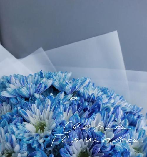 蓝色雏菊的花语与寓意（揭秘蓝色雏菊的花语与象征意义）