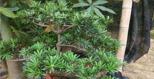 如何施肥让罗汉松茁壮成长（打造适合罗汉松的肥料体系）
