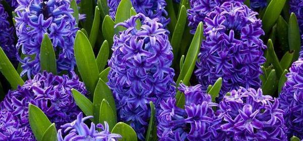 蓝色风信子的花语（透露希望与平静的蓝色花朵）