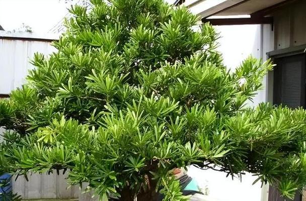 选择最佳罗汉松品种的技巧（哪种罗汉松是最适合您的）