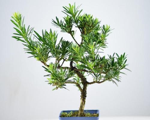 罗汉松换盆时间及注意事项（合适的换盆时间如何选择）
