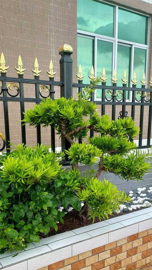 罗汉松开花时间及特点（罗汉松开花的花期）