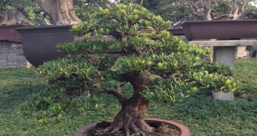 罗汉松移栽指南（从选择时间到注意事项）