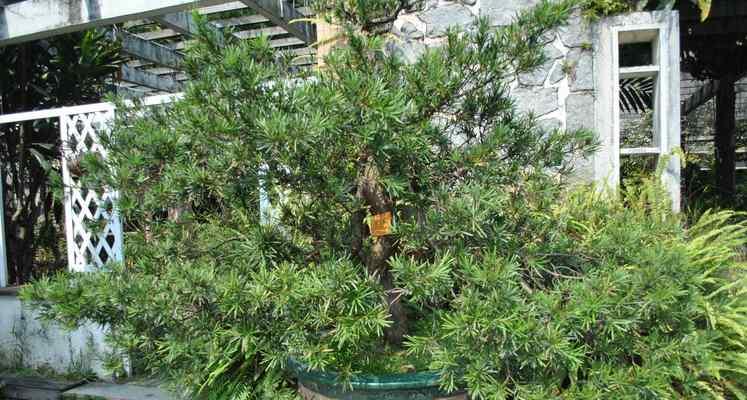 罗汉松，古老而神秘的植物之王（揭秘罗汉松的神奇之处）