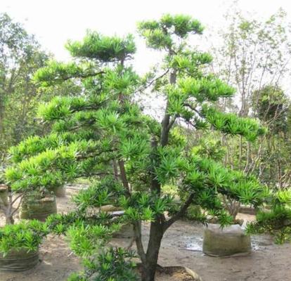 罗汉松，古老而神秘的植物之王（揭秘罗汉松的神奇之处）
