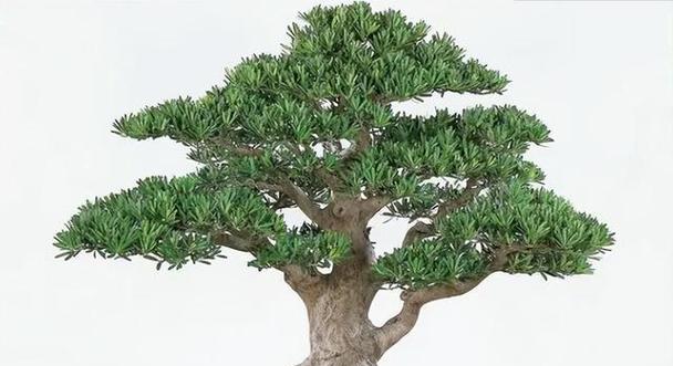 罗汉松究竟是什么植物（探究罗汉松的分类和特点）
