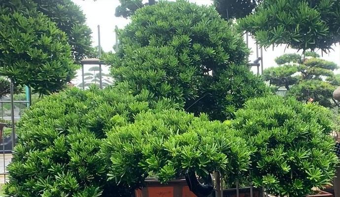 怎样处理罗汉松过多的水分问题（教你正确浇水）