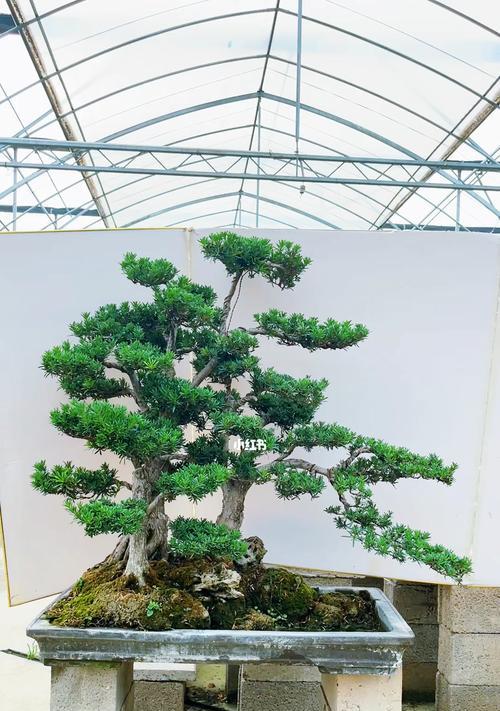 罗汉松水培好还是土培好（从生长）