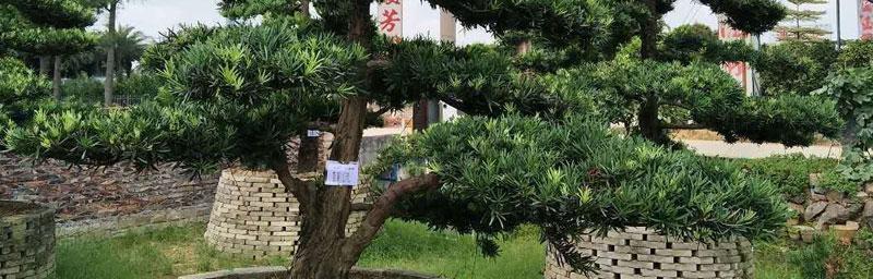 罗汉松喜肥的肥料选择（选择正确的肥料）
