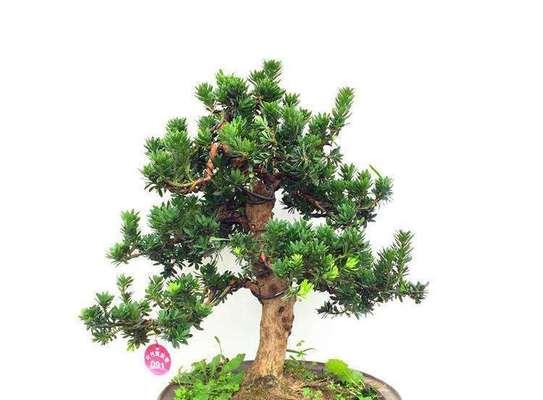 罗汉松喜欢阳光（探究罗汉松喜欢阳光的原因和作用）