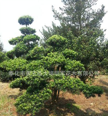 小叶罗汉松的养护方法剖析（解析小叶罗汉松的喜阳还是喜阴的养殖条件）